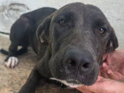 Adozione cane, femmina, Razza sconosciuta Razza sconosciuta, 11 mesi, taglia media, Crotone
