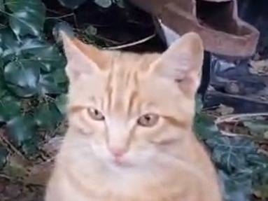 Adozione gatto, maschio, Razza sconosciuta Razza sconosciuta, 3 mesi, taglia non valida, Viterbo