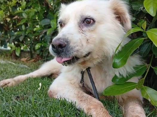 Adozione cane, femmina, Razza sconosciuta Razza sconosciuta, 9 anni e 3 mesi, taglia media, Crotone