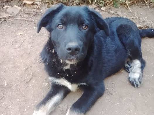 Adozione cane, maschio, Razza sconosciuta Razza sconosciuta, 4 mesi, taglia grande, Crotone