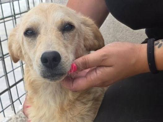 Adozione cane, femmina, Razza sconosciuta Razza sconosciuta, 8 mesi, taglia media contenuta, Crotone