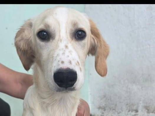 Adozione cane, femmina, Razza sconosciuta Razza sconosciuta, 8 mesi, taglia media contenuta, Crotone