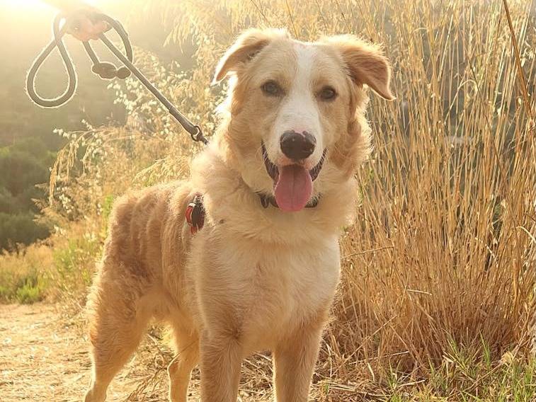Adozione cane, maschio, Razza sconosciuta Razza sconosciuta, 8 mesi, taglia grande, Trapani