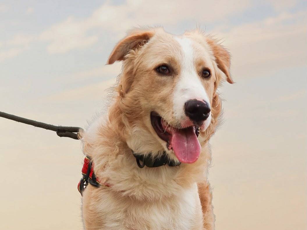 Adotta un cane, maschio, 8 mesi, Trapani