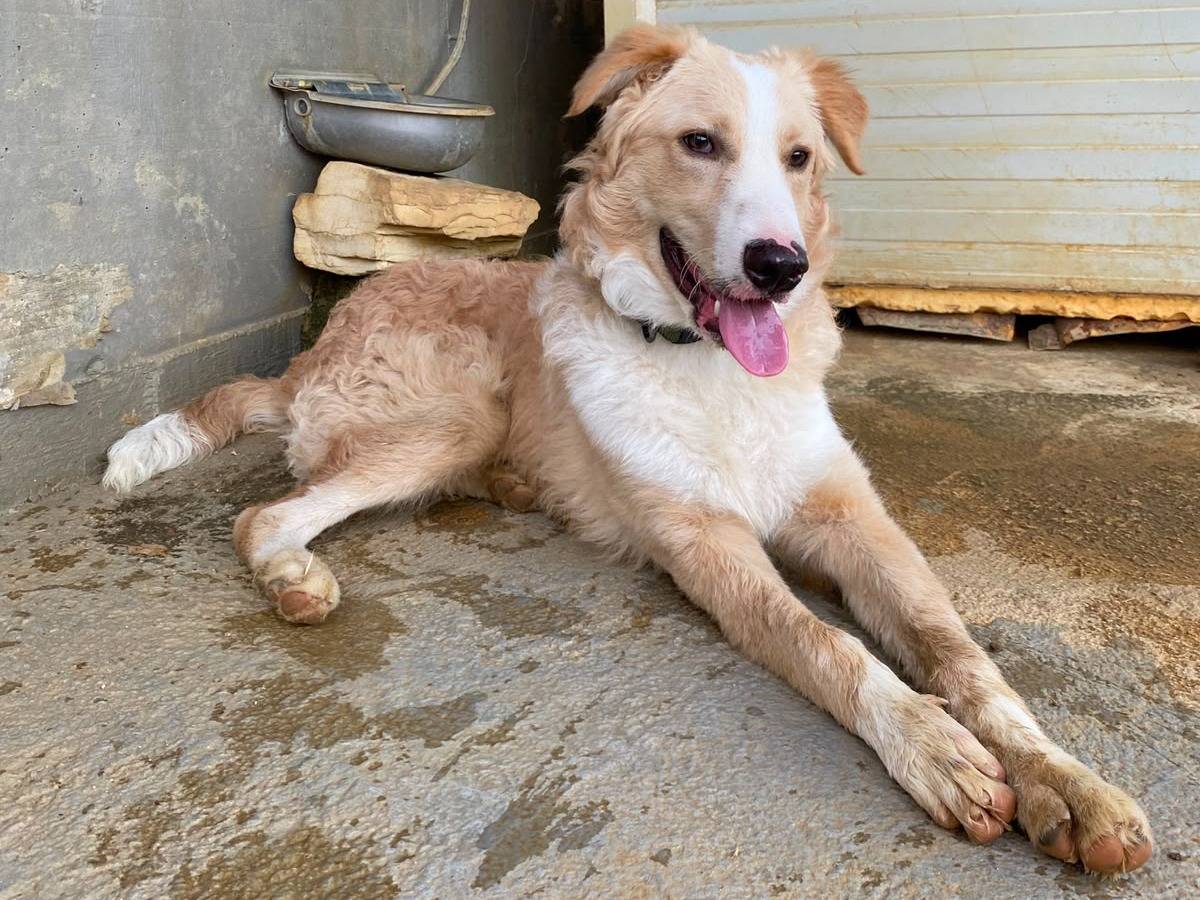 Adotta un cane, taglia grande, maschio, Trapani