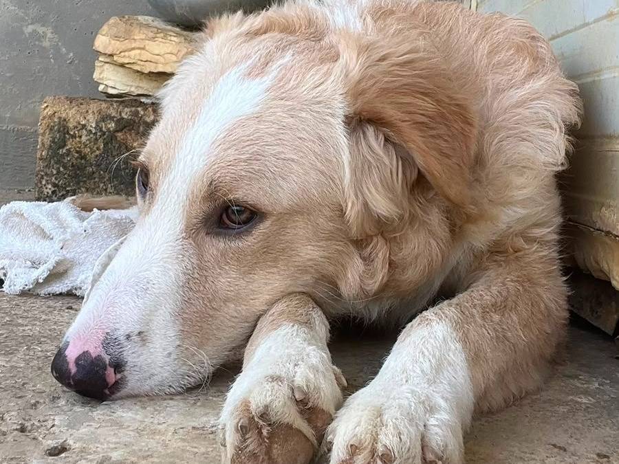 Vuoi adottare un cane a Trapani?