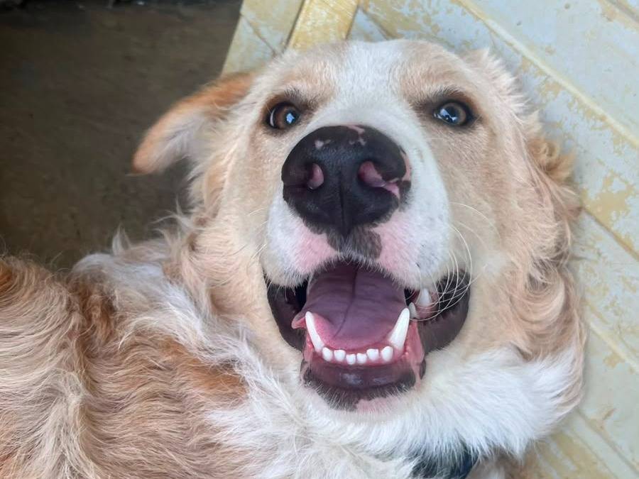 Adotta il cane Sully a Trapani