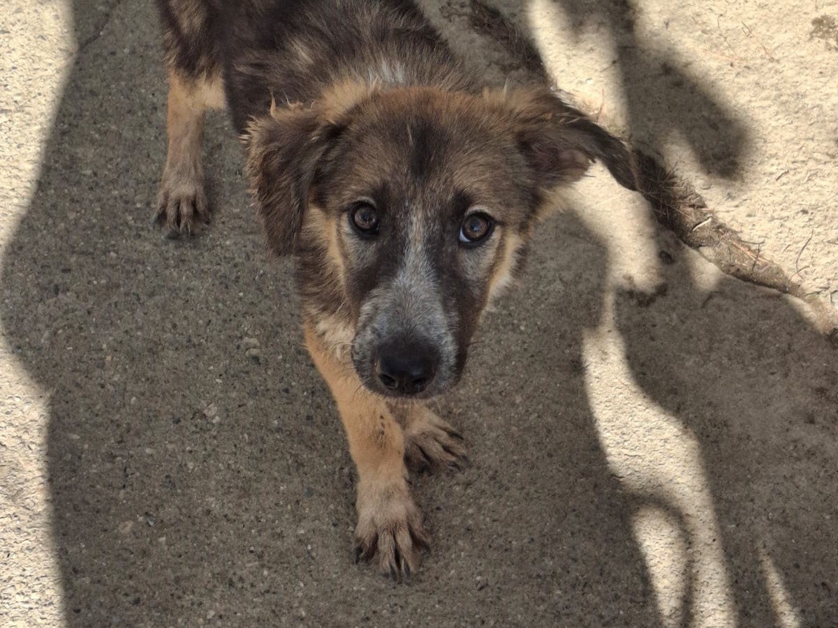 Adozione cane, femmina, Razza sconosciuta Razza sconosciuta, 2 mesi, taglia media, Crotone