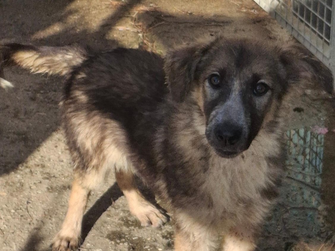 Adotta un cane, femmina, 2 mesi, Crotone