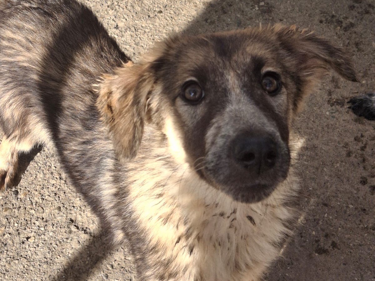Adotta un cane, taglia media, femmina, Crotone