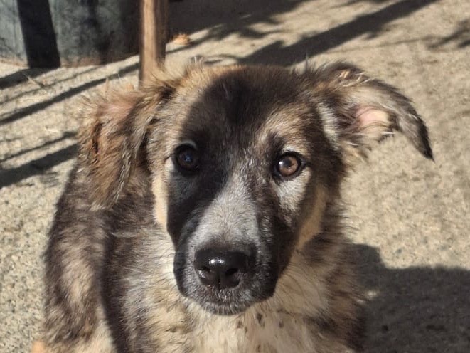 Vuoi adottare un cane a Crotone?