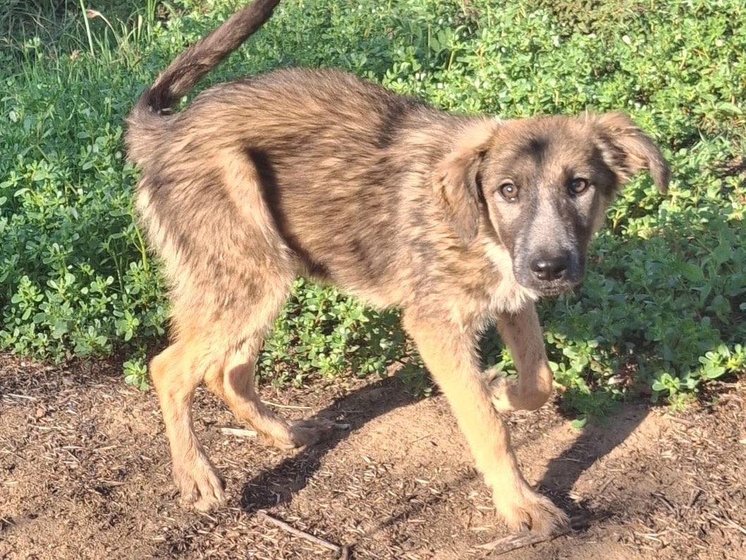 Adotta il cane Aurelia  a Crotone