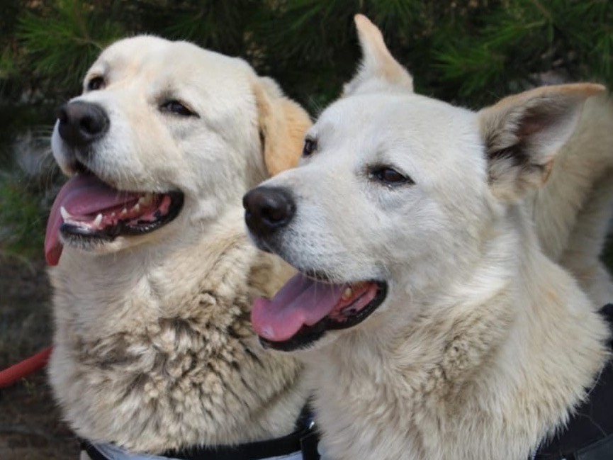 Adozione cane, maschio, Razza sconosciuta Razza sconosciuta, 2 anni e 7 mesi, taglia media, Crotone