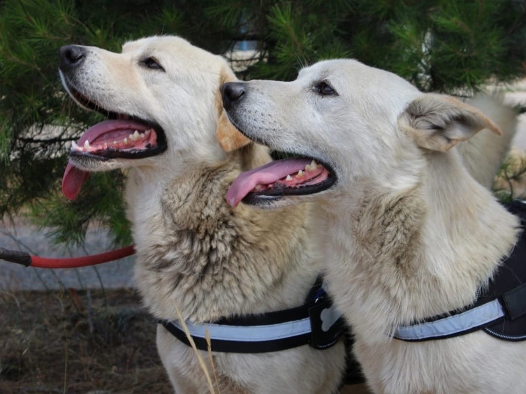 Adotta un cane, maschio, 2 anni e 7 mesi, Crotone