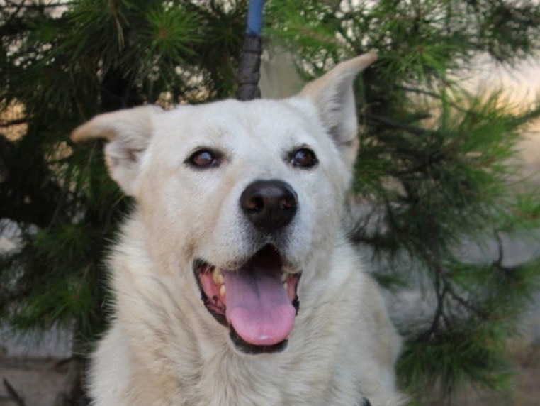 Adotta un cane, taglia media, maschio, Crotone