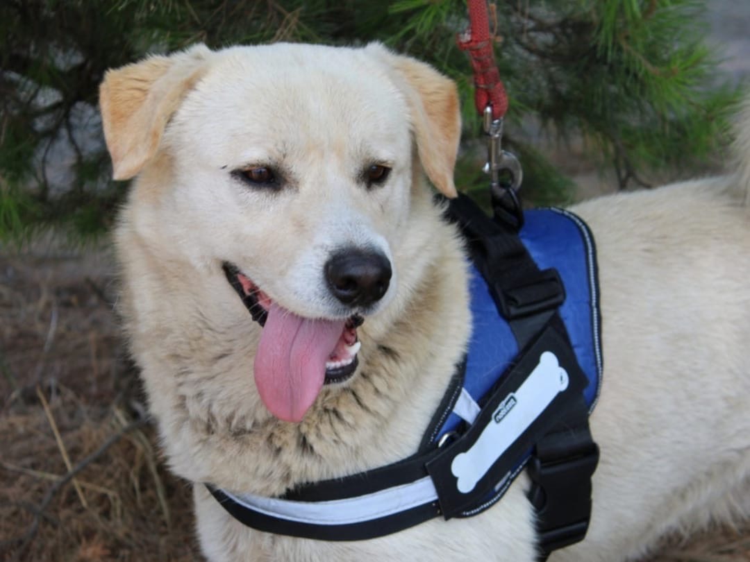 Vuoi adottare un cane a Crotone?