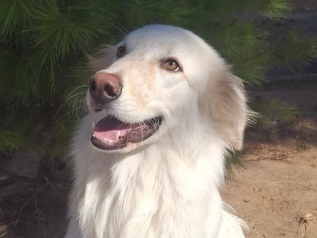 Adozione cane, maschio, Razza sconosciuta Razza sconosciuta, 8 mesi, taglia media, Crotone