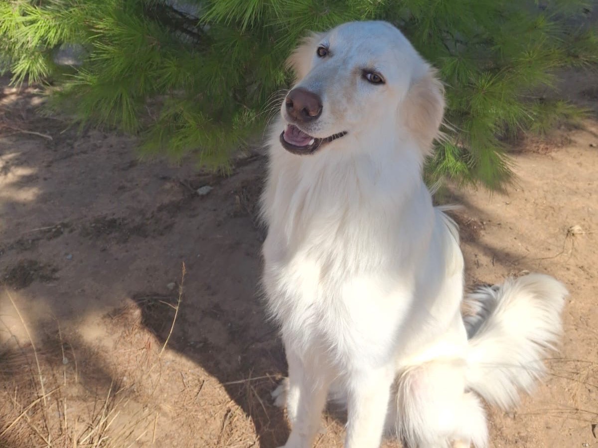 Adotta un cane, maschio, 8 mesi, Crotone
