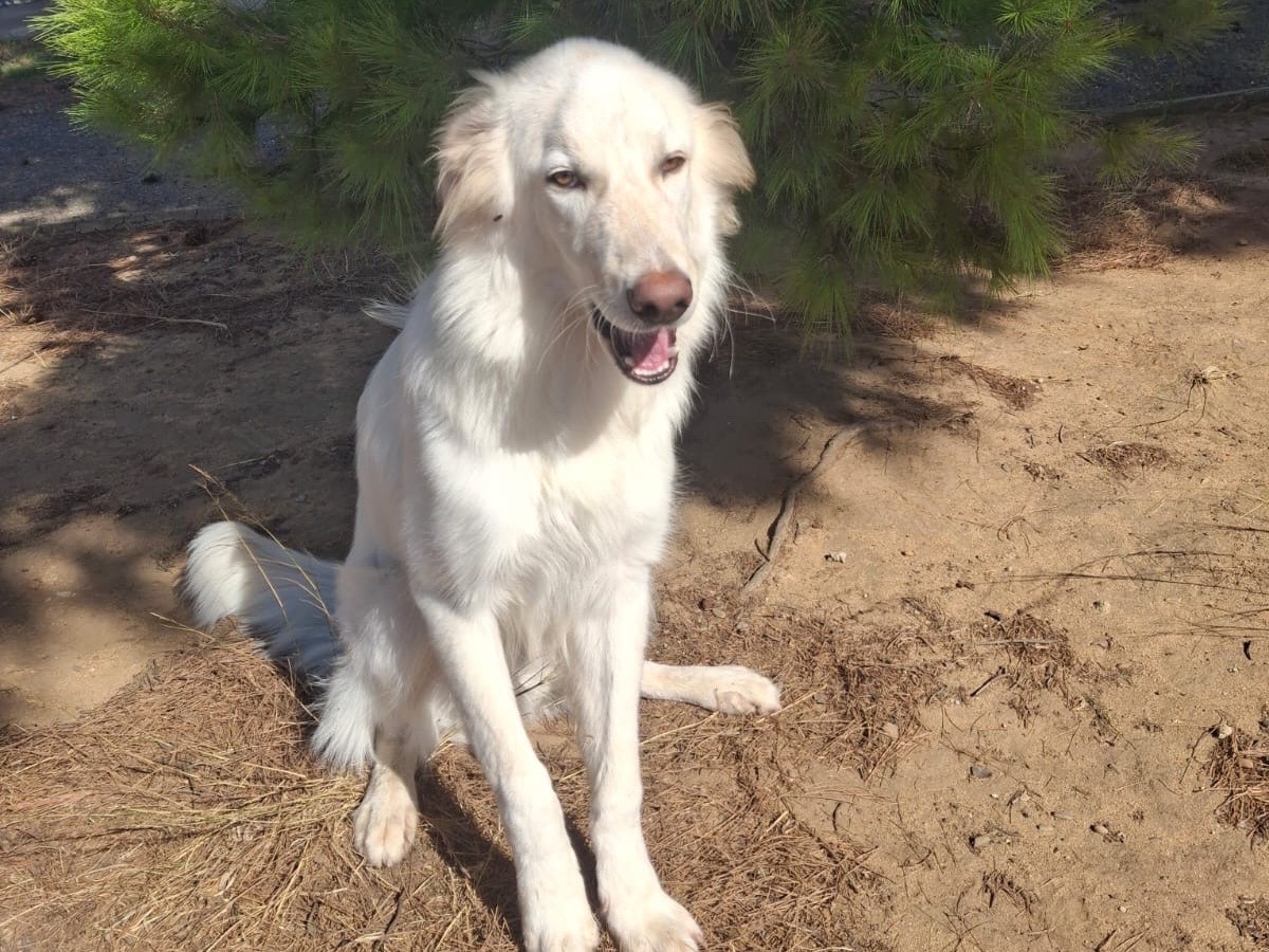 Adotta un cane, taglia media, maschio, Crotone
