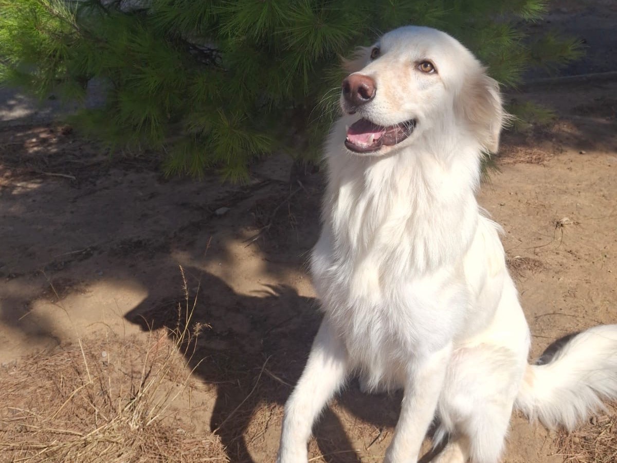 Vuoi adottare un cane a Crotone?