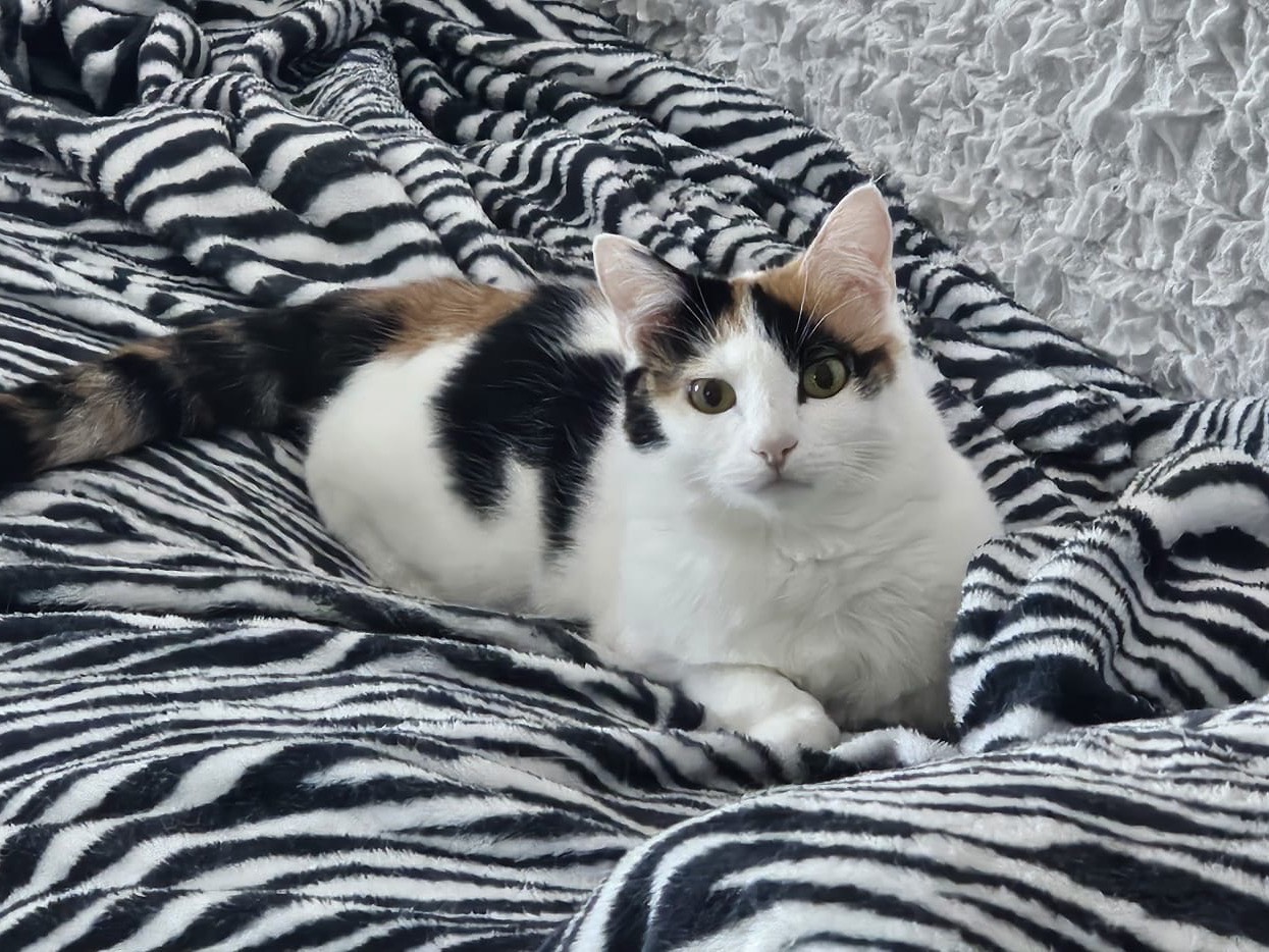 Adozione gatto, femmina, Razza sconosciuta Razza sconosciuta, 4 anni e 2 mesi, taglia non valida, Taranto