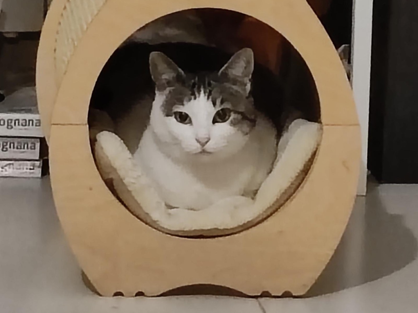 Adozione gatto, femmina, Razza sconosciuta Razza sconosciuta, 5 anni e 2 mesi, taglia non valida, Taranto