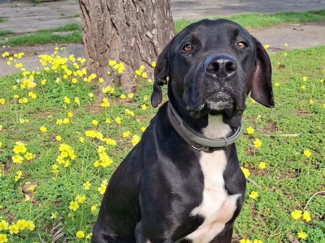 Adozione cane, femmina, Razza sconosciuta Razza sconosciuta, 1 anno e 8 mesi, taglia media, Crotone