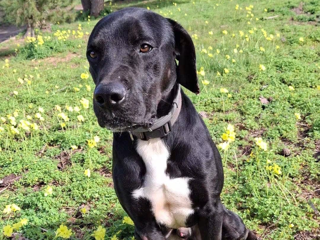 Adotta un cane, femmina, 1 anno e 8 mesi, Crotone