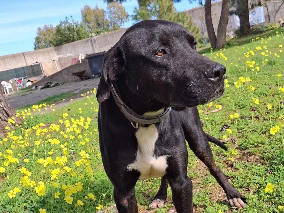 Adotta un cane, taglia media, femmina, Crotone