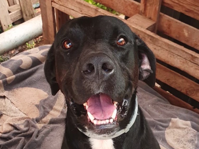Vuoi adottare un cane a Crotone?