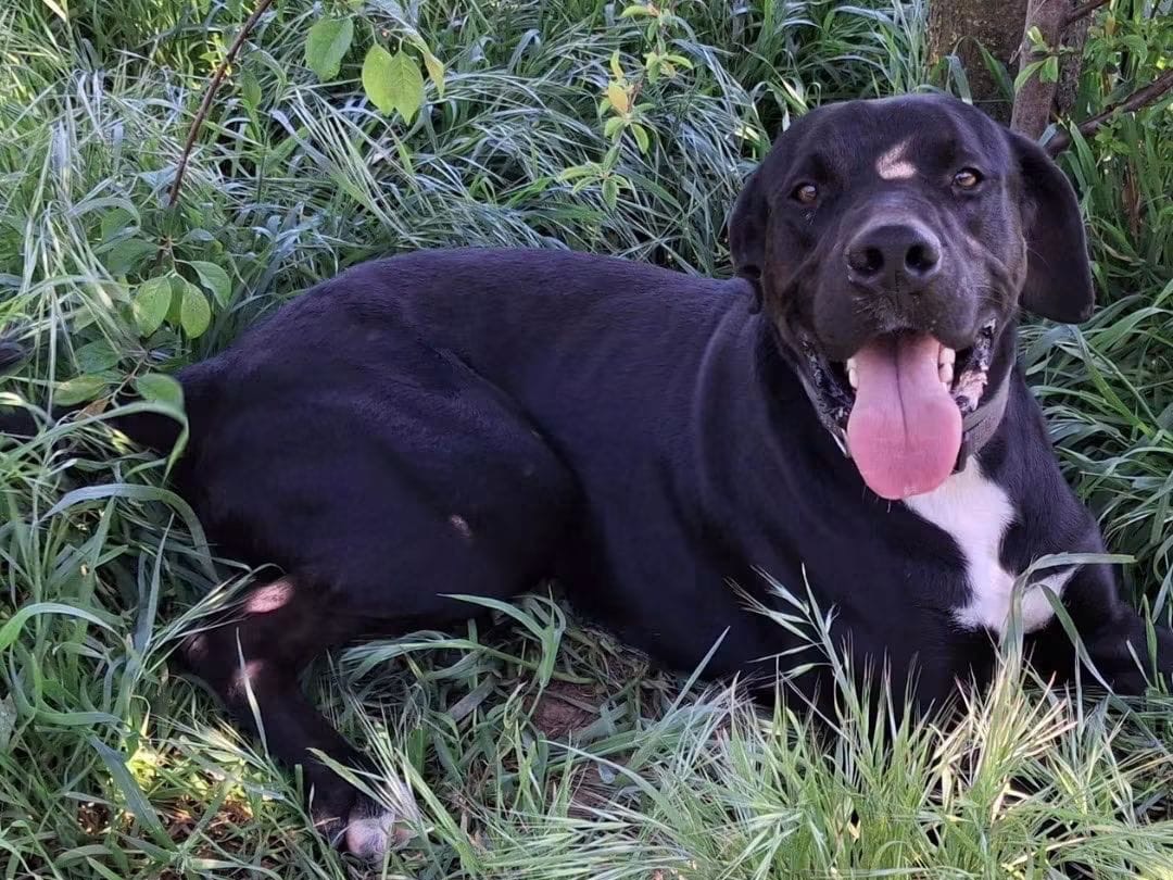 Adotta il cane Benny  a Crotone