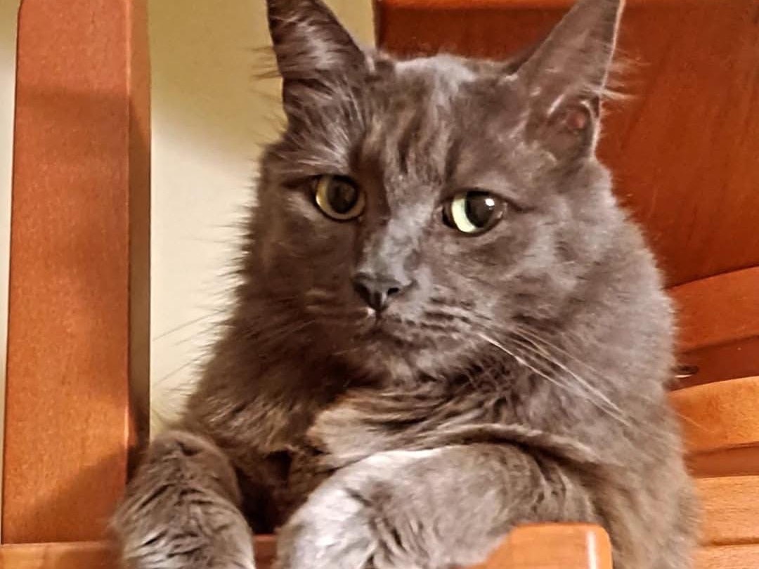 Adozione gatto, maschio, Razza sconosciuta Razza sconosciuta, 6 anni e 1 mese, taglia non valida, Taranto