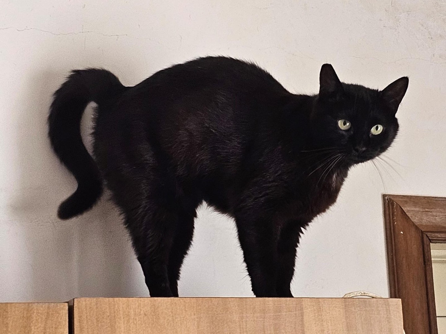 Adozione gatto, femmina, Razza sconosciuta Razza sconosciuta, 2 anni e 4 mesi, taglia non valida, Taranto