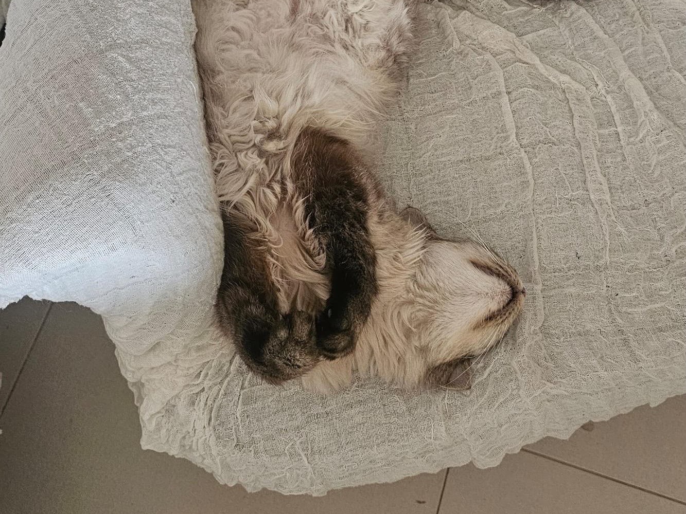 Adozione gatto, femmina, Razza sconosciuta Razza sconosciuta, 9 anni e 3 mesi, taglia non valida, Taranto