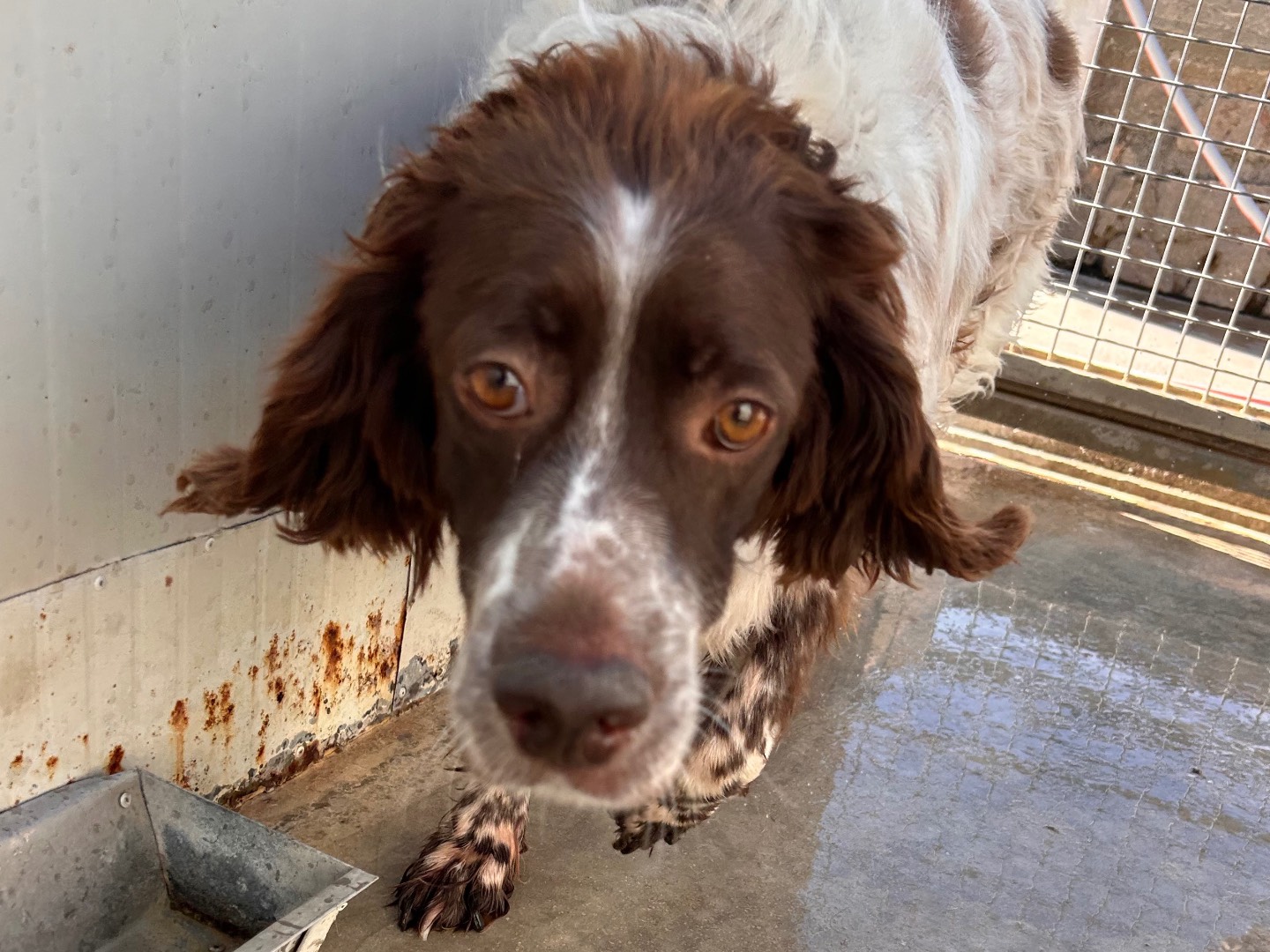 Adozione cane, maschio, Setter Inglese Razza sconosciuta, 6 anni e 7 mesi, taglia media contenuta, Latina