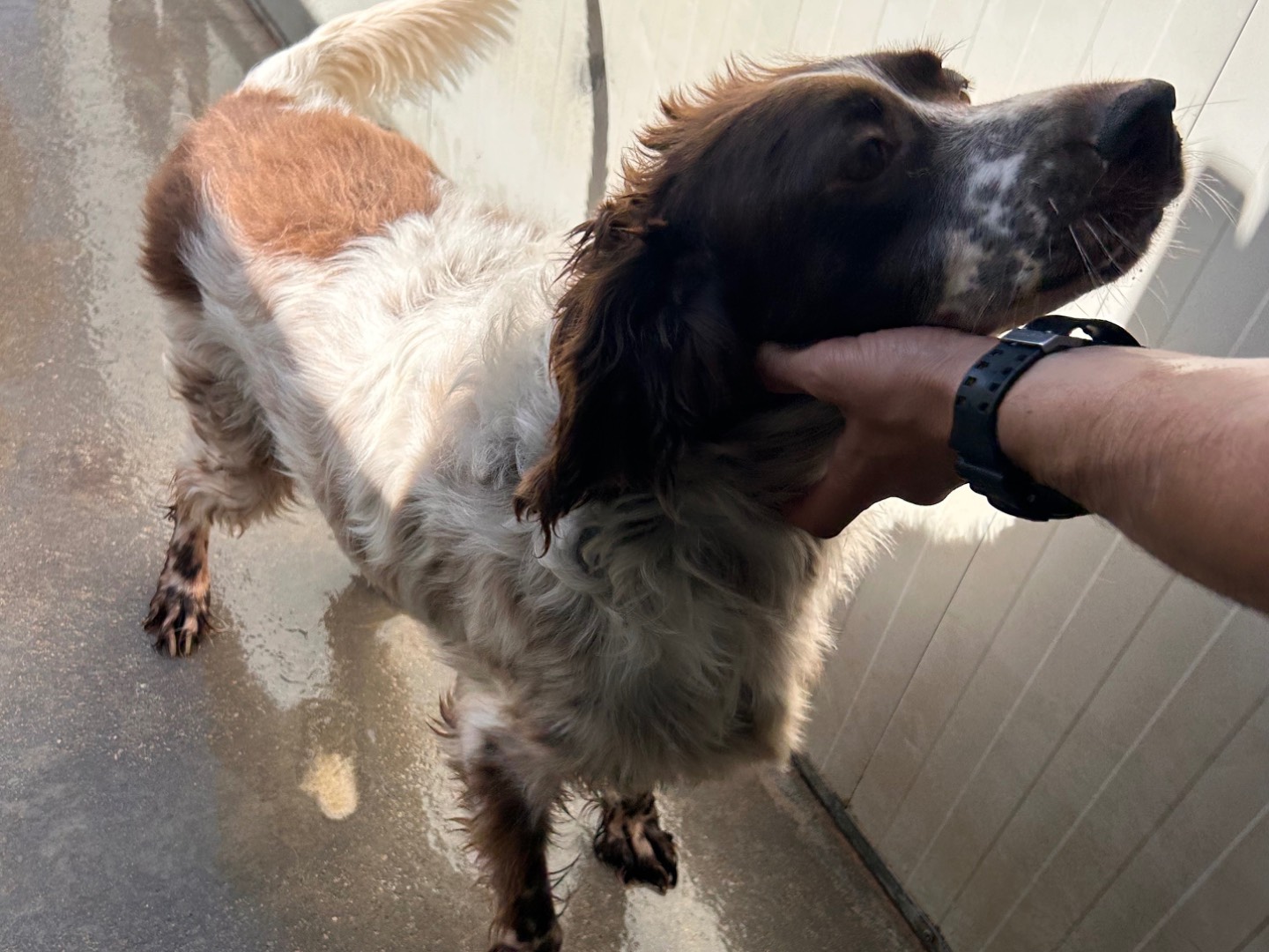 Adotta un cane, maschio, 6 anni e 7 mesi, Latina