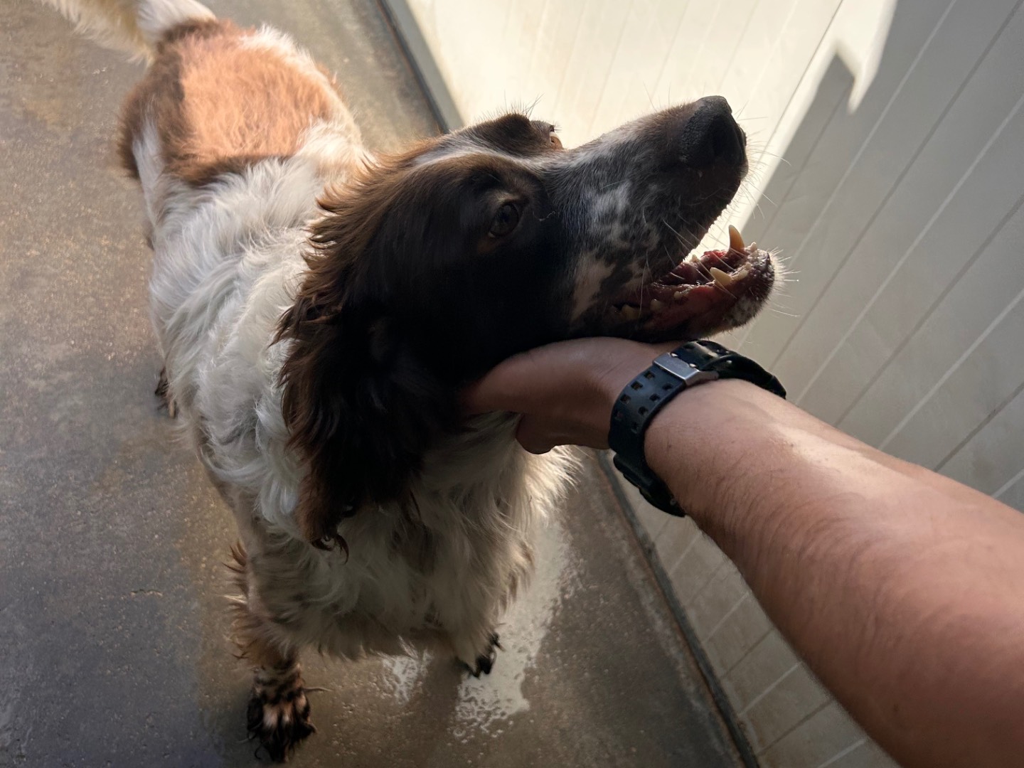 Adotta un cane, taglia media contenuta, maschio, Latina