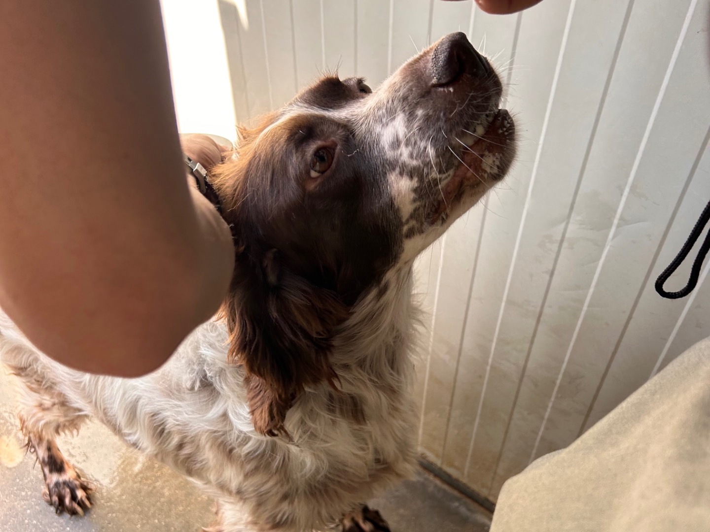 Vuoi adottare un cane a Latina?