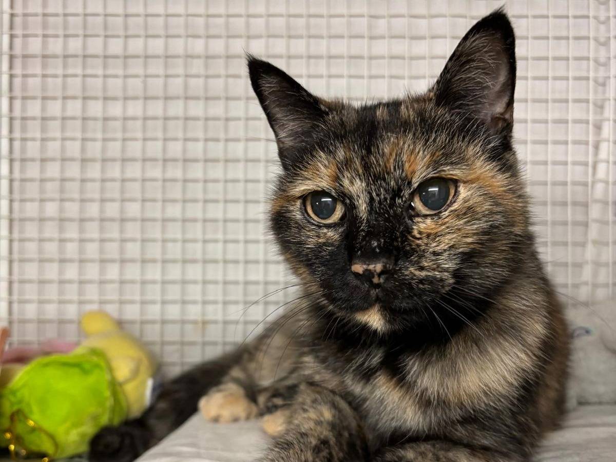 Adotta un gatto, femmina, 2 anni e 1 mese, Milano