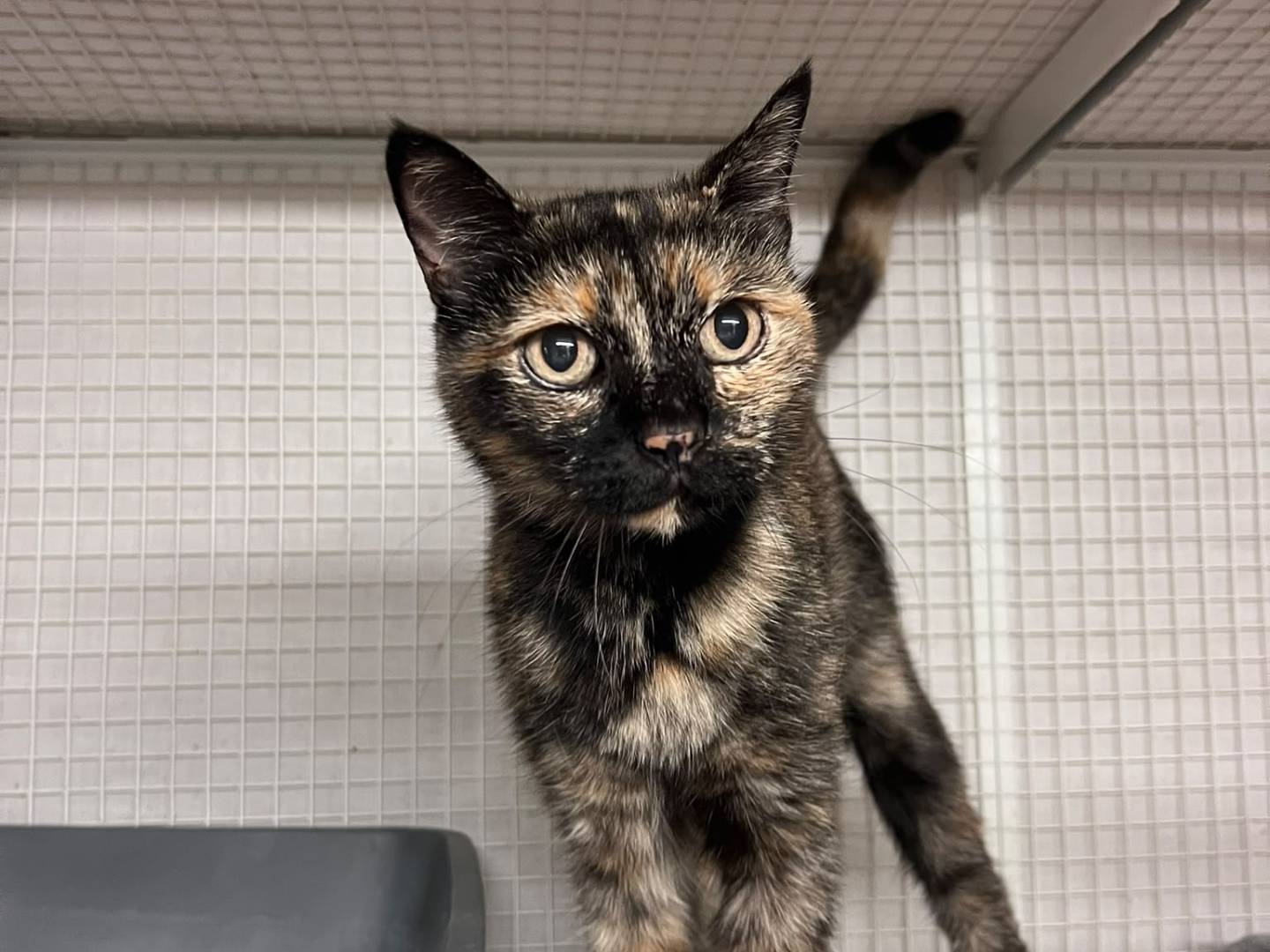 Adotta un gatto, taglia non valida, femmina, Milano