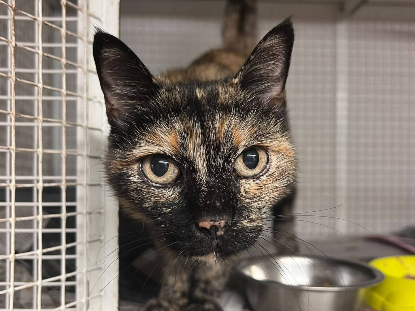 Adozione gatto, femmina, Razza sconosciuta Razza sconosciuta, 2 anni e 1 mese, taglia non valida, Milano