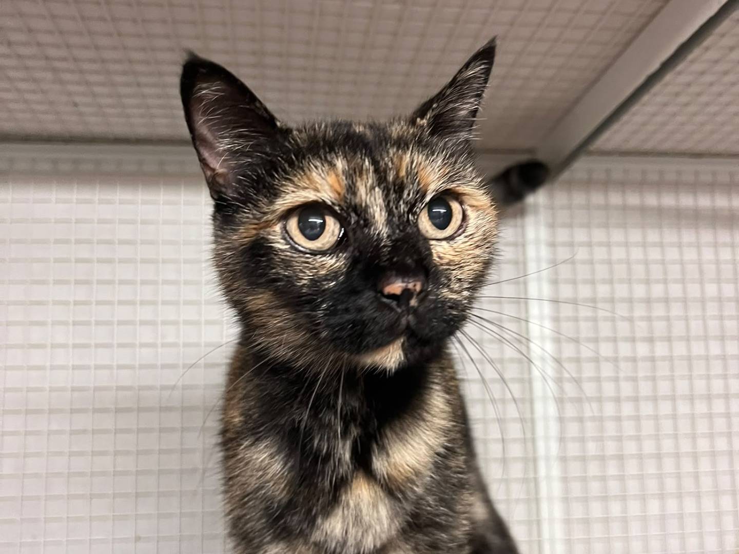 Vuoi adottare un gatto a Milano?