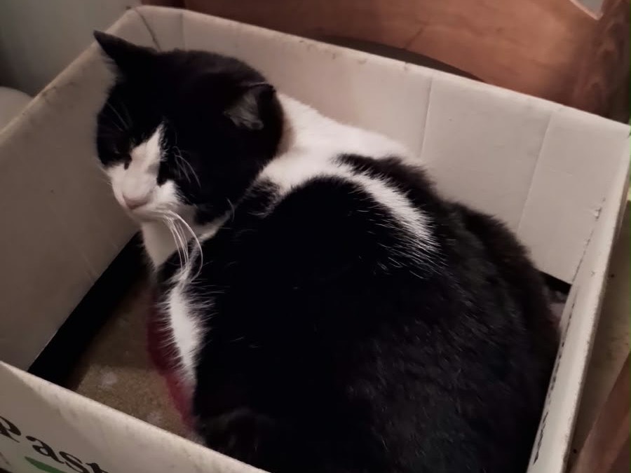 Adozione gatto, maschio, Razza sconosciuta Razza sconosciuta, 9 anni e 4 mesi, taglia non valida, Taranto
