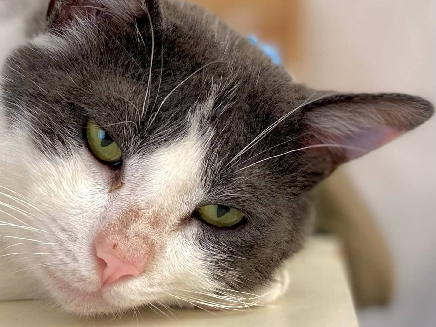 Adotta un gatto, taglia non valida, maschio, Parma