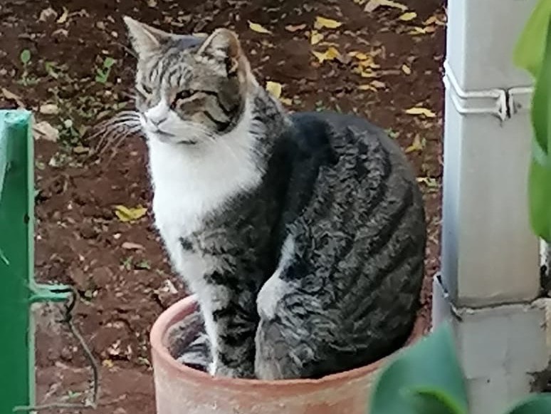 Adozione gatto, maschio, Razza sconosciuta Razza sconosciuta, 9 anni e 1 mese, taglia non valida, Taranto