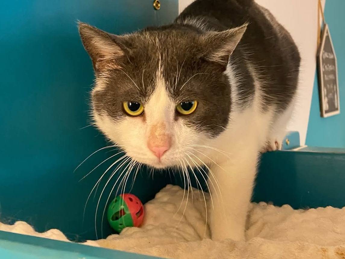 Adozione gatto, maschio, Certosino  Blu di Russia, 4 anni e 7 mesi, taglia non valida, Parma