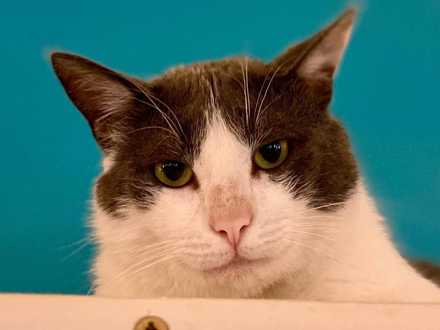 Vuoi adottare un gatto a Parma?