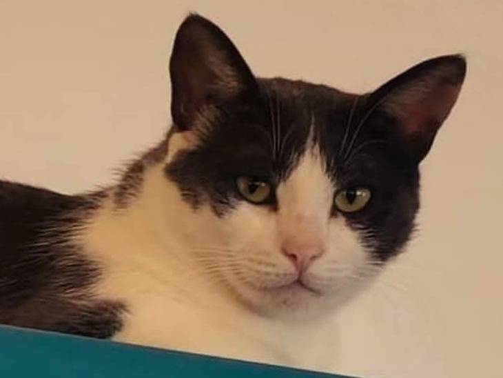 Adotta un gatto, maschio, 4 anni e 7 mesi, Parma