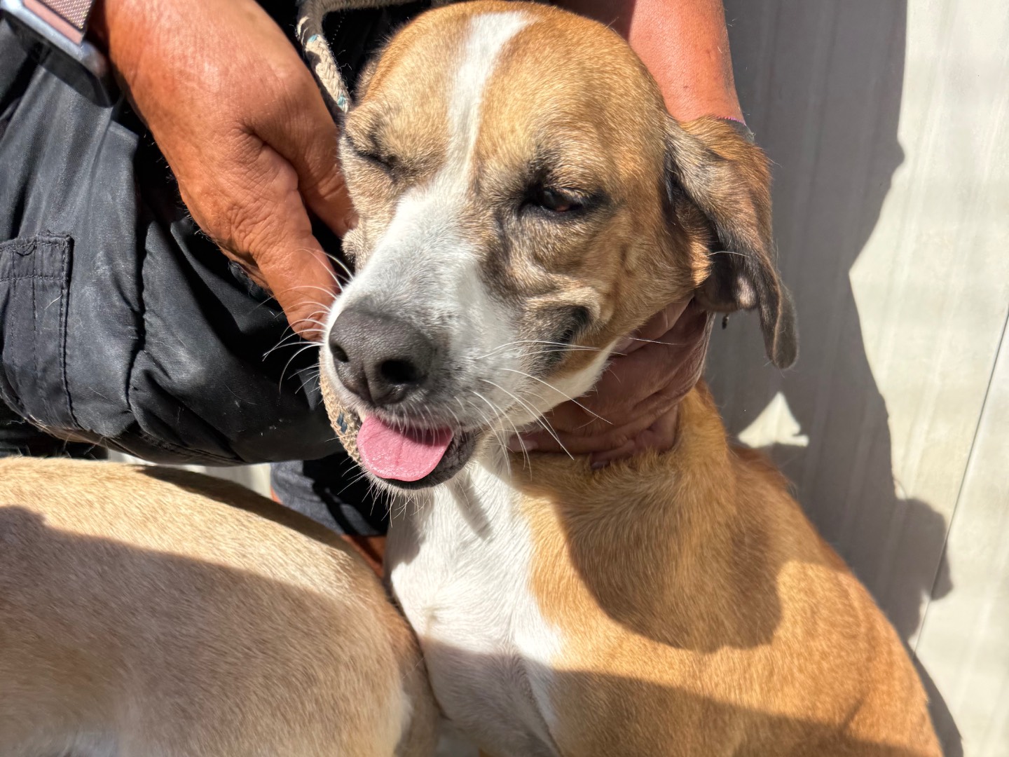 Adozione cane, femmina, Razza sconosciuta Razza sconosciuta, 5 anni e 3 mesi, taglia media contenuta, Latina