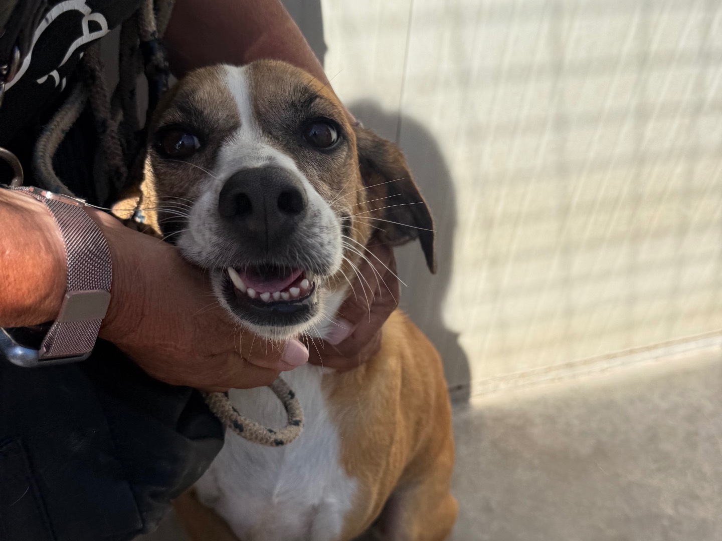 Adotta un cane, femmina, 5 anni e 3 mesi, Latina